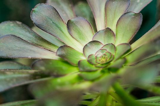 熱帶綠植仙人掌花攝影特寫