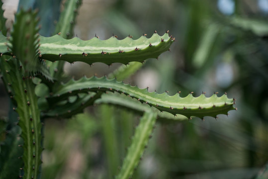 熱帶綠植仙人掌科蘆薈特寫