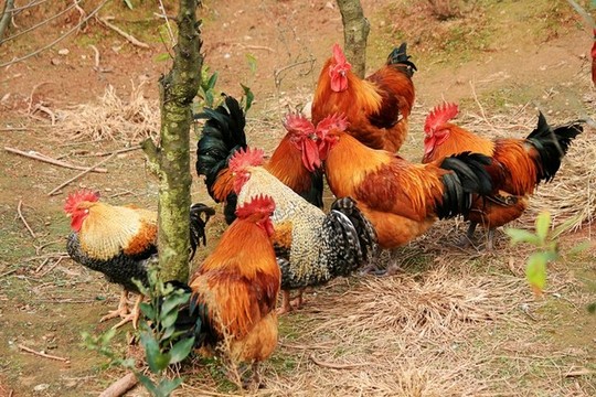 散養(yǎng)土雞