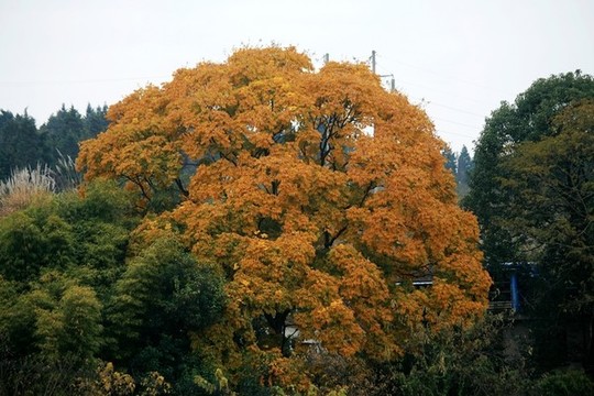 秋天的樹(shù)