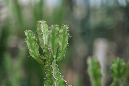 熱帶植物仙人掌科綠植