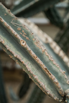 熱帶植物仙人掌科綠植