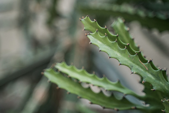 熱帶植物仙人掌科綠植