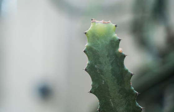 熱帶植物仙人掌科綠植