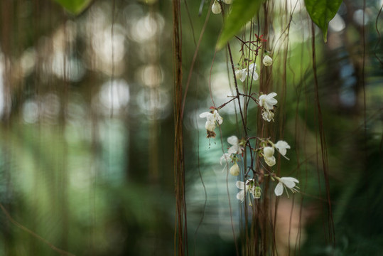 白色櫻花特寫(xiě)