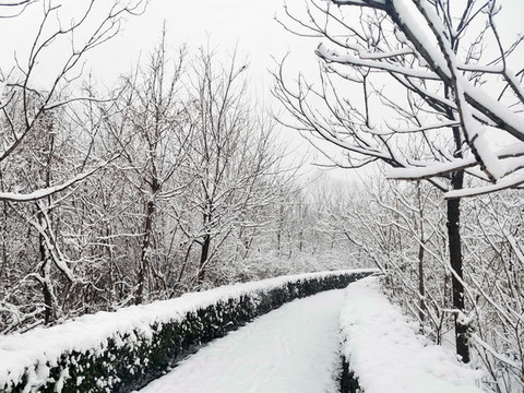 雪后樹林