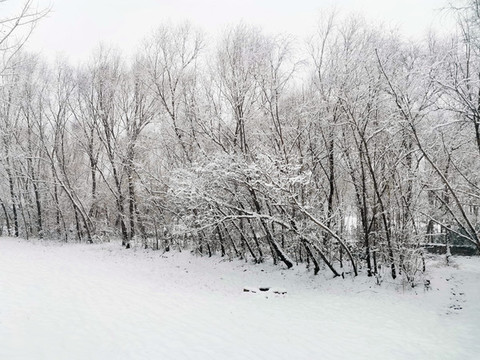 雪后樹林