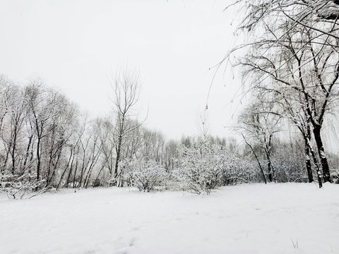 雪后樹林