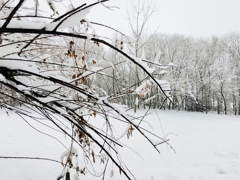 雪后樹(shù)林