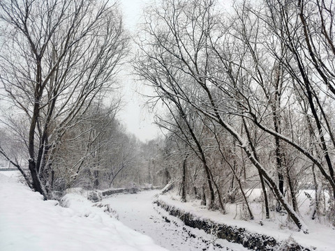 雪后樹林景色