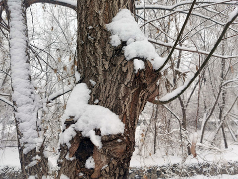 雪后樹林景色