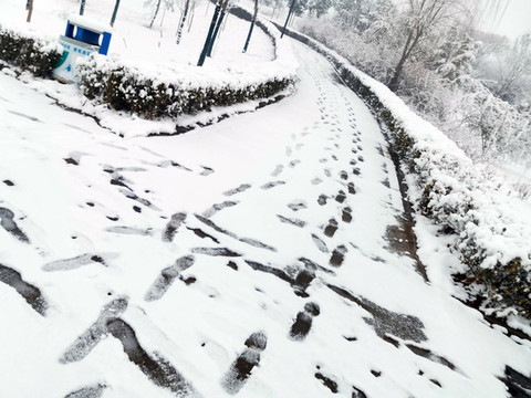 雪后的樹林
