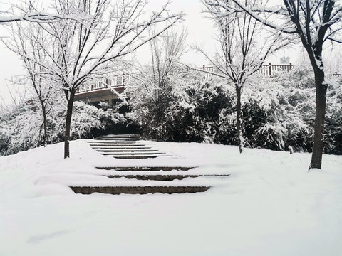 樹林雪景
