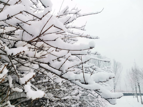 雪后樹林