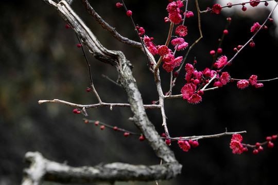 梅花