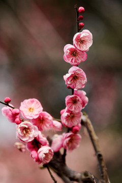 梅花