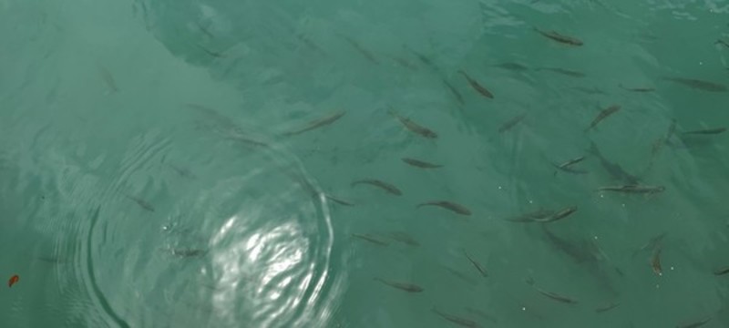 水波紋