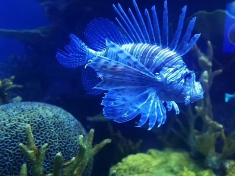 海洋動(dòng)物