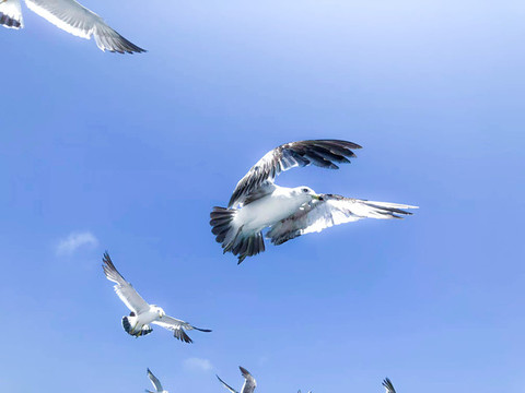 大連海鷗