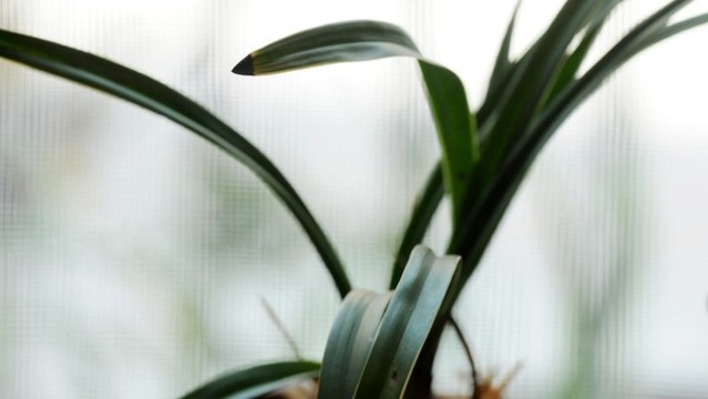 蘭草