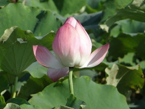 荷花
