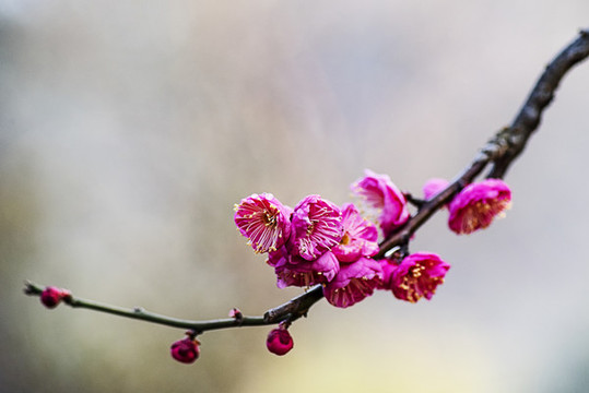 梅花