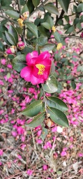 宮粉梅