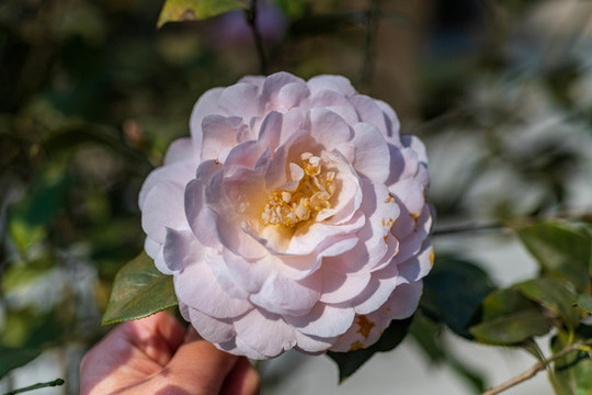 春天山茶花微距攝影圖