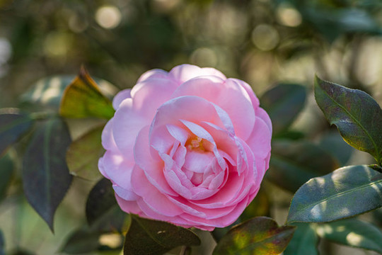 春天山茶花微距攝影圖