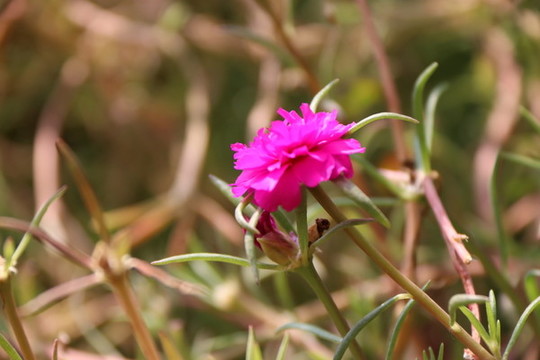 重瓣太陽花