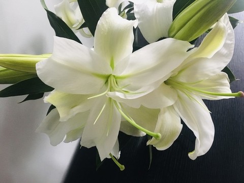 白百合花