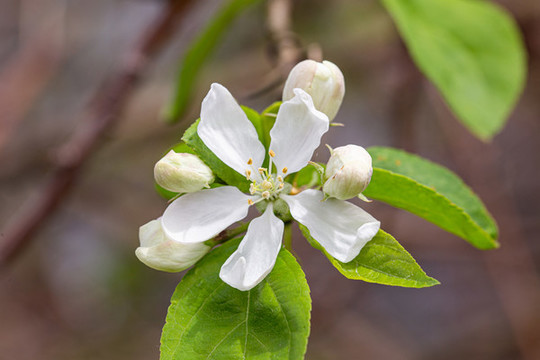 李子樹開花