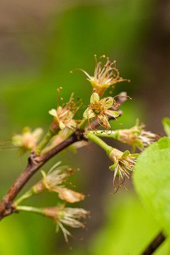 李子樹開花
