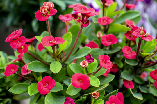 鮮花