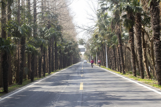 馬路林蔭道