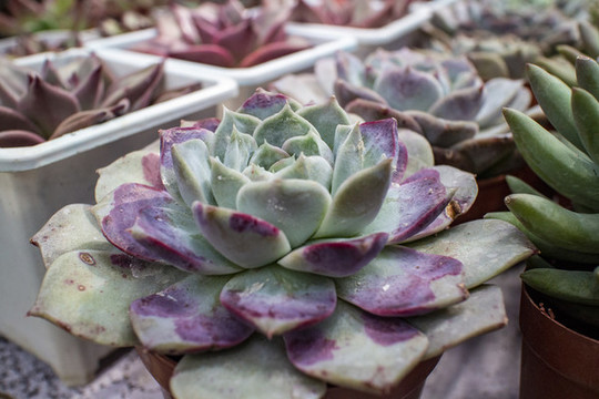 多肉植物