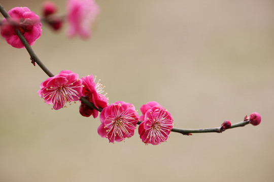 梅花