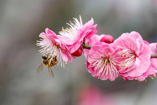 蜜蜂采蜜