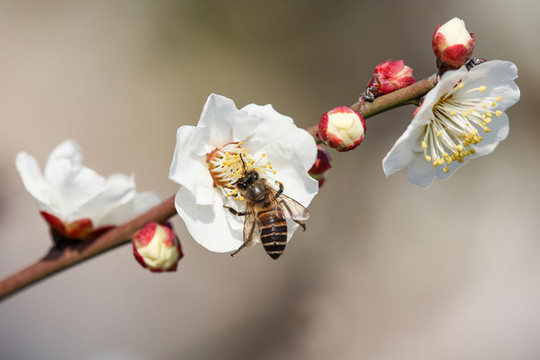 蜂戀花