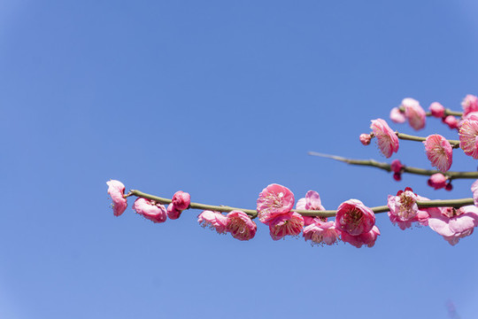 春季盛開的梅花背景