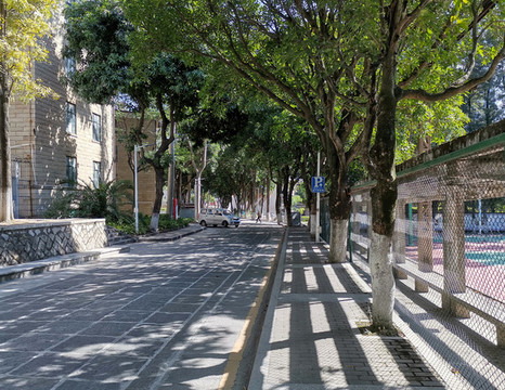 校園道路風(fēng)光實(shí)拍