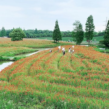 春天花海