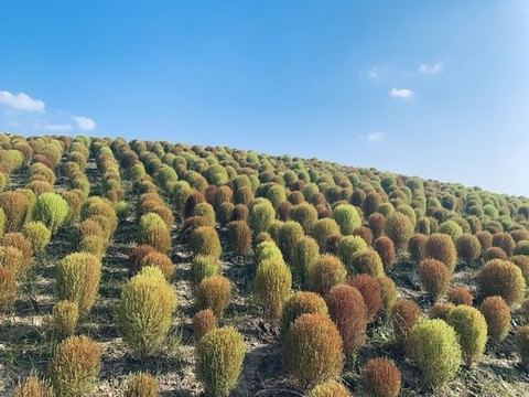 地膚花海