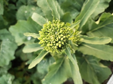 綠油油的油菜