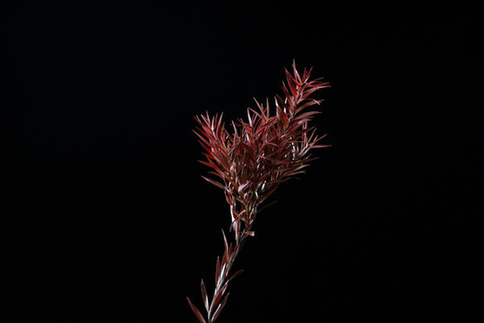 干花