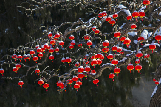 紅燈籠