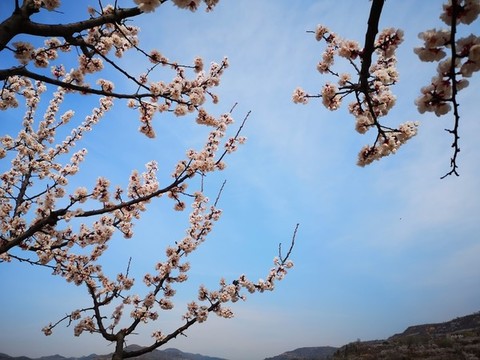 杏花開