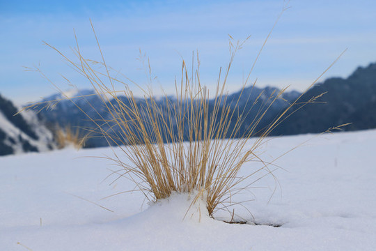 雪原中的芨芨草