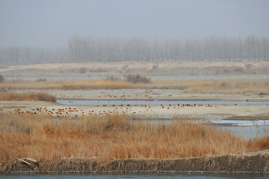 野生鳥類棲息地