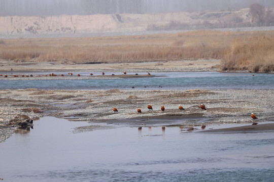 野生鳥類棲息地